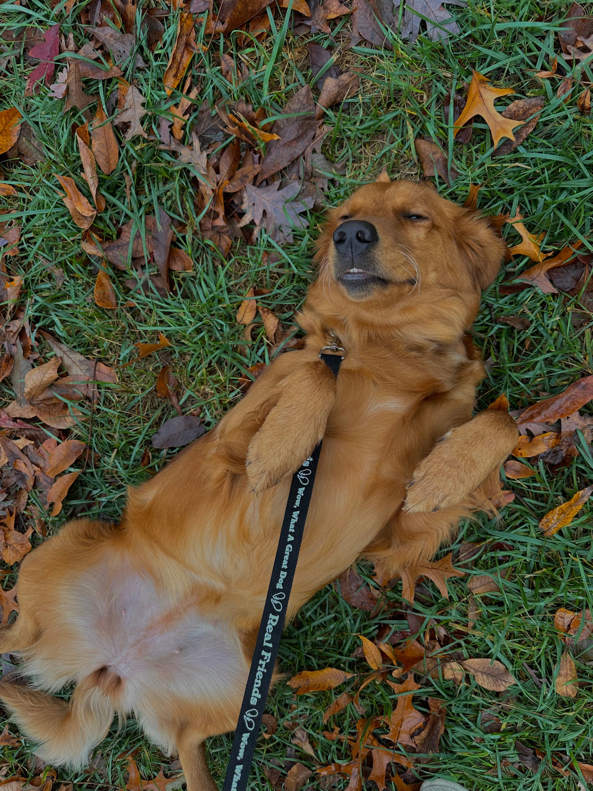 Original dog photograph used for the Golden Retriever artwork