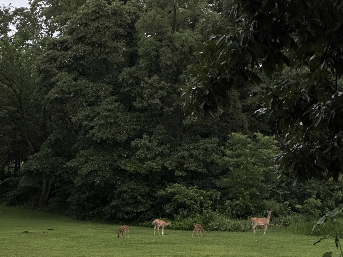 Original four-deer yard photograph used for the Property Line Tee artwork