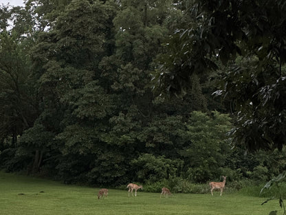 Original four-deer yard photograph used for the Property Line Tee artwork